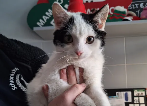 Znaleziono kota, Bydgoszcz, 7 stycznia 2026