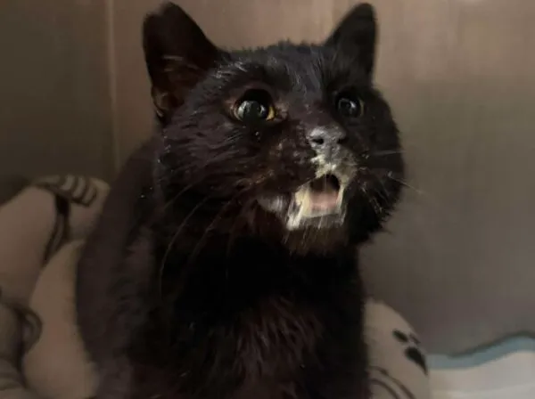 Znaleziono kota, Bydgoszcz, 6 stycznia 2026