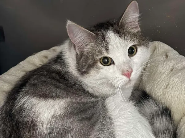 Znaleziono kota, Bydgoszcz, 6 stycznia 2026