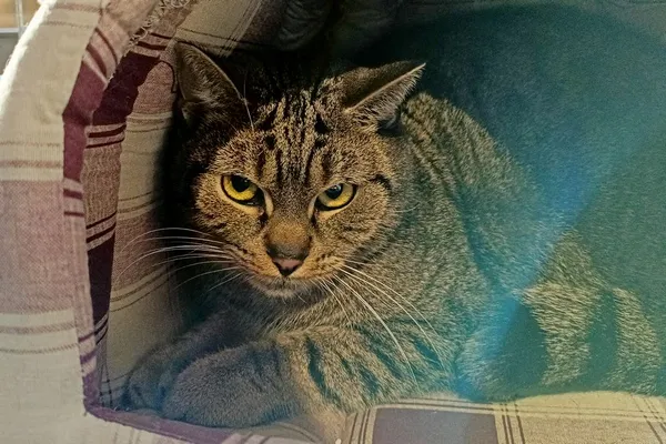 Znaleziono kota, Wałbrzych, 2 stycznia 2026