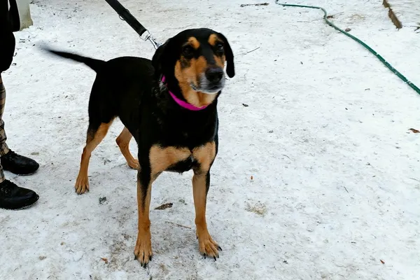 Znaleziono psa, Wałbrzych, 2 stycznia 2026 (1/2)