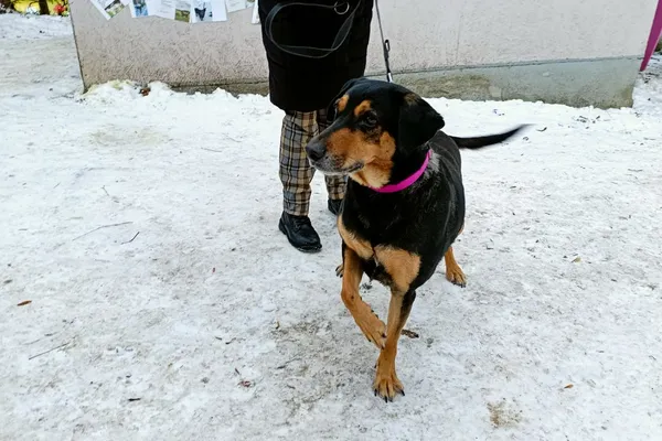 Znaleziono psa, Wałbrzych, 2 stycznia 2026 (2/2)