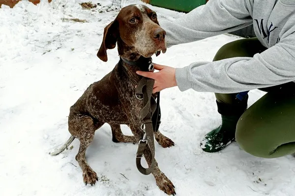 Znaleziono psa, Wałbrzych, 1 stycznia 2026