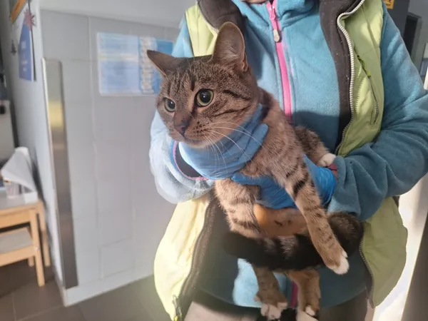 Znaleziono kota, Bydgoszcz, 5 stycznia 2026