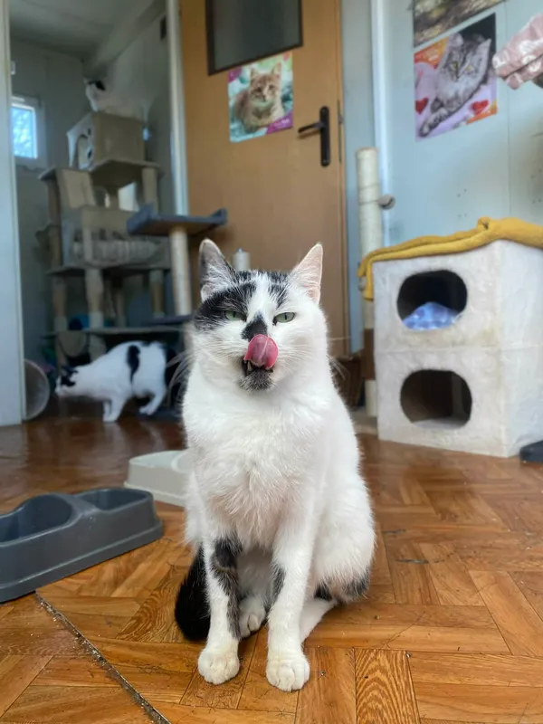 Kot do adopcji, Żywiec, 8 stycznia 2026 (2/5)