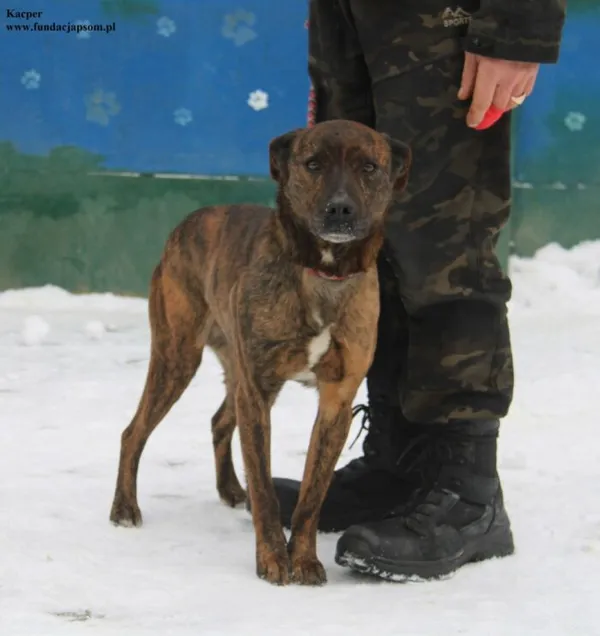 Pies do adopcji, Nowy Dwór Mazowiecki, 8 stycznia 2026 (2/5)