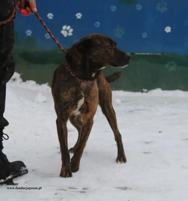 Pies do adopcji, Nowy Dwór Mazowiecki, 8 stycznia 2026 (3/5)
