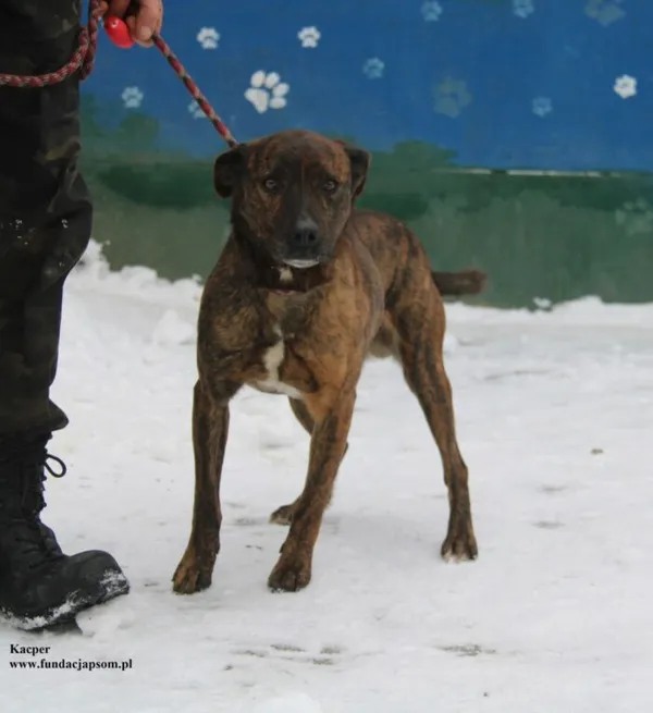 Pies do adopcji, Nowy Dwór Mazowiecki, 8 stycznia 2026 (4/5)