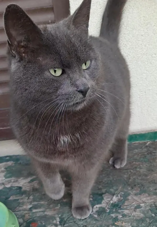 Zaginął kot, Częstochowa, Trzech Wieszczów, 8 stycznia 2026 (1/2)