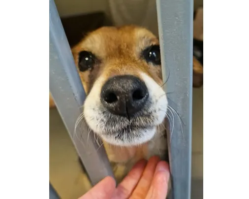 Znaleziono psa, Wrocław, 1 stycznia 2026