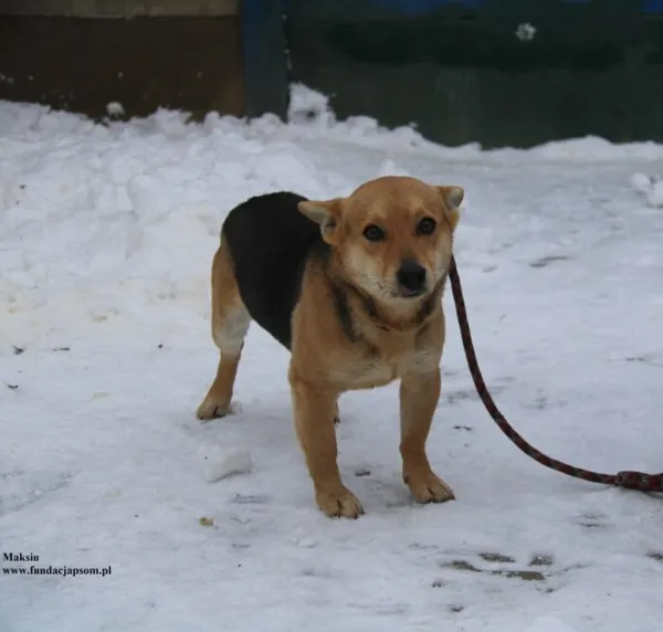 Pies do adopcji, Nowy Dwór Mazowiecki, 8 stycznia 2026 (2/5)