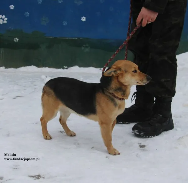 Pies do adopcji, Nowy Dwór Mazowiecki, 8 stycznia 2026 (3/5)