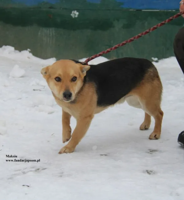 Pies do adopcji, Nowy Dwór Mazowiecki, 8 stycznia 2026 (5/5)