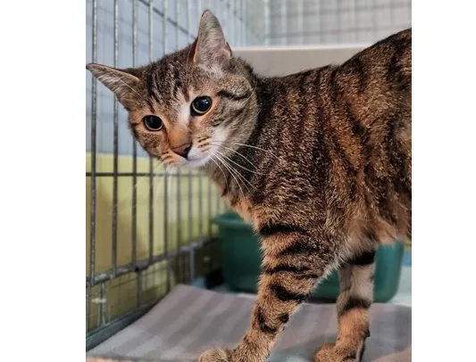 Znaleziono kota, Wrocław, 4 stycznia 2026