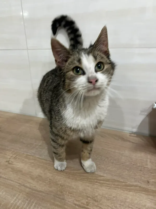 Znaleziono kota, Czartki, 8 stycznia 2026