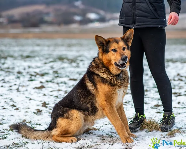 Znaleziono psa, Racławice, 7 stycznia 2026 (2/5)