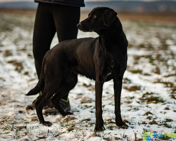 Znaleziono psa, Racławice, 7 stycznia 2026 (3/5)