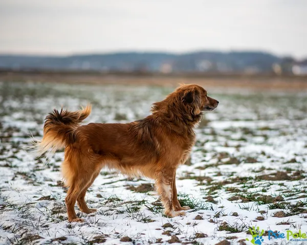 Znaleziono psa, Racławice, 3 stycznia 2026 (2/5)