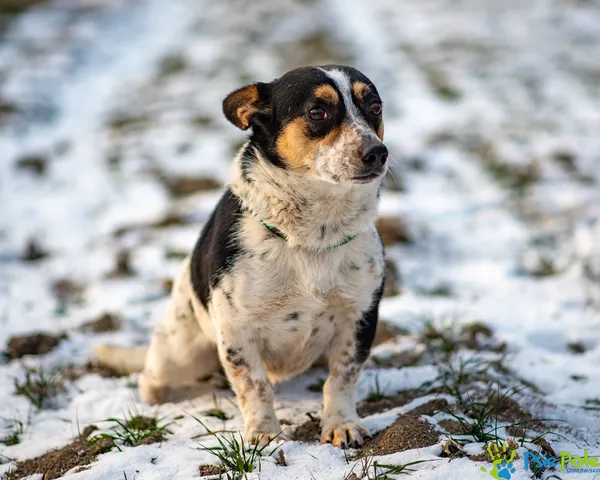 Znaleziono psa, Racławice, 3 stycznia 2026 (3/5)