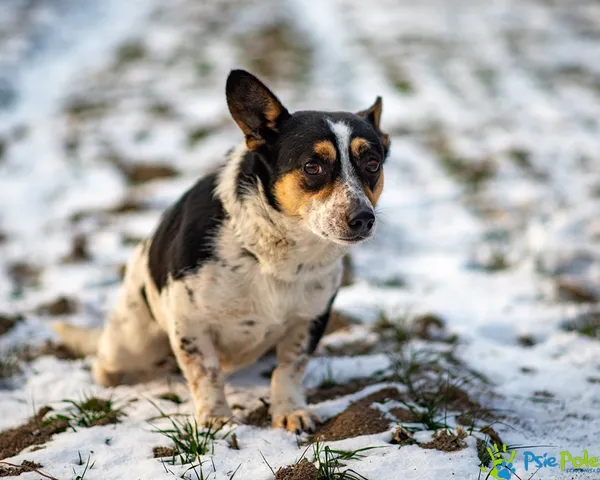 Znaleziono psa, Racławice, 3 stycznia 2026 (1/5)
