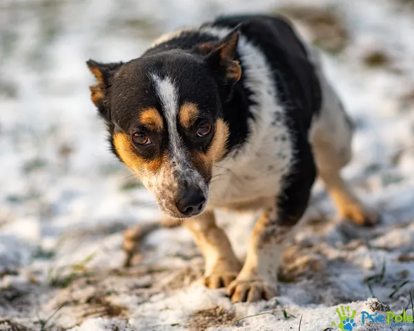 Znaleziono psa, Racławice, 3 stycznia 2026 (4/5)