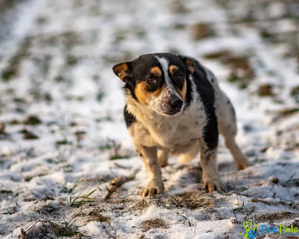 Znaleziono psa, Racławice, 3 stycznia 2026 (5/5)