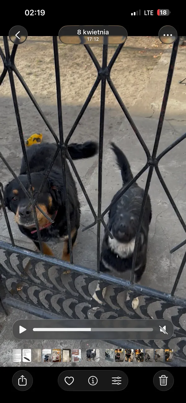 Zaginął pies, Dąbrówka, 8 stycznia 2026 (1/3)