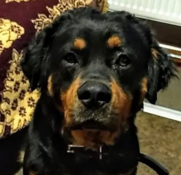 Zaginął pies, Dąbrówka, 8 stycznia 2026 (2/3)