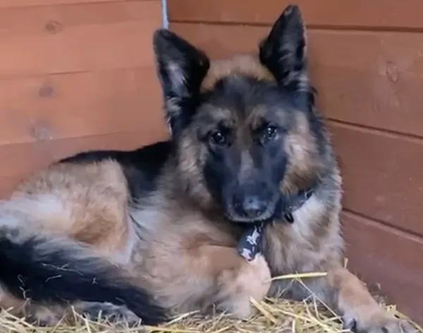 Pies do adopcji, Głowno, 7 stycznia 2026 (1/2)