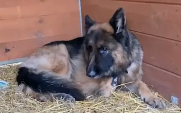 Pies do adopcji, Głowno, 7 stycznia 2026 (2/2)