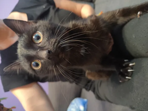 Znaleziono kota, Łódź, 8 stycznia 2026