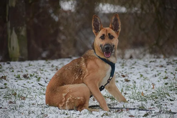 Znaleziono psa, Toruń, 15 grudnia 2025