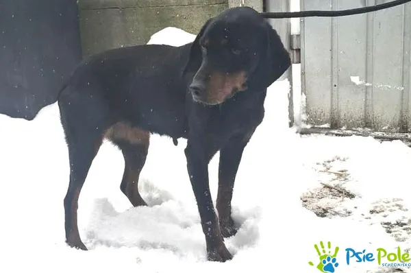 Znaleziono psa, Racławice, 8 stycznia 2026 (1/5)