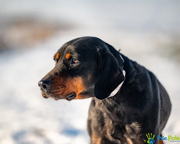 Znaleziono psa, Racławice, 8 stycznia 2026 (1/5)