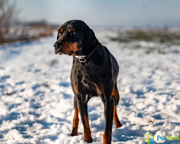 Znaleziono psa, Racławice, 8 stycznia 2026 (2/5)