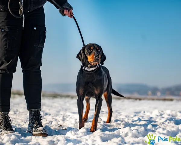 Znaleziono psa, Racławice, 8 stycznia 2026 (3/5)