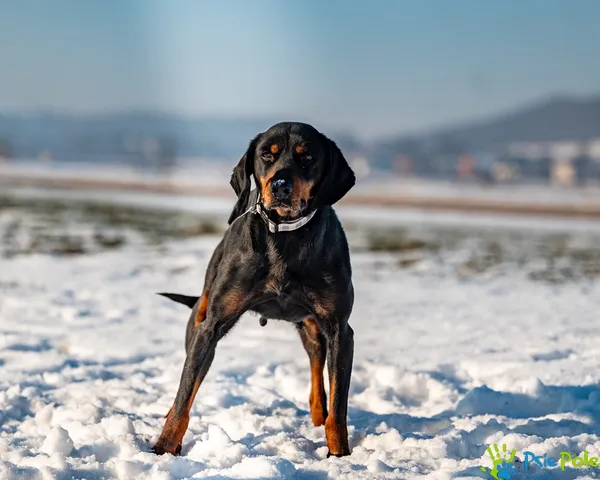 Znaleziono psa, Racławice, 8 stycznia 2026 (4/5)