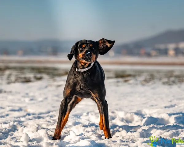 Znaleziono psa, Racławice, 8 stycznia 2026 (5/5)