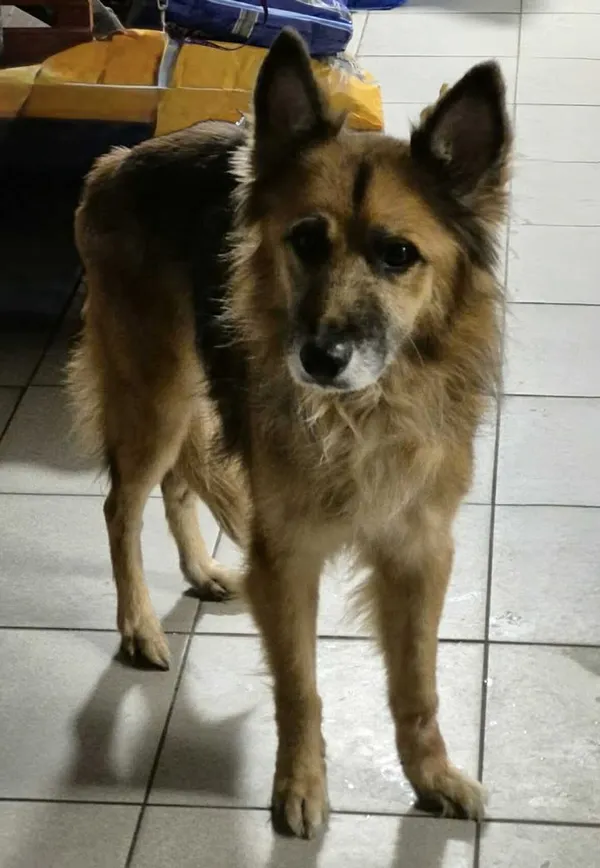 Znaleziono psa, Lublin, 7 stycznia 2026