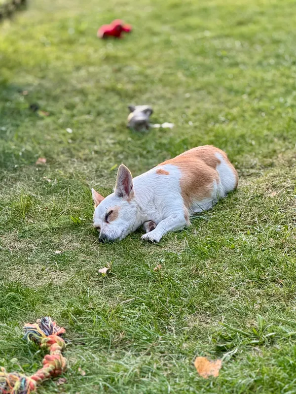 Zaginął pies, Brańsk, 9 stycznia 2026 (2/2)