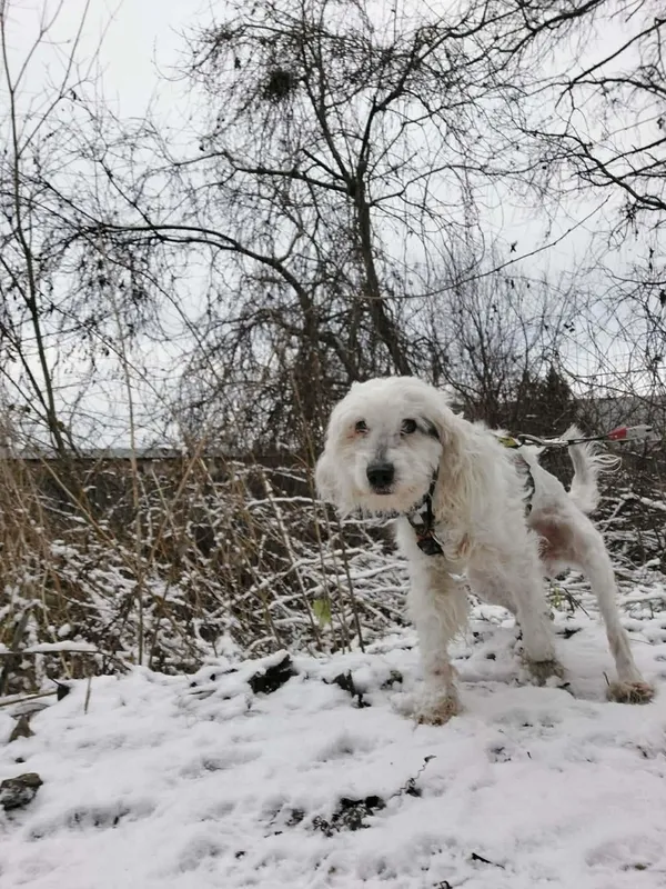 Pies do adopcji, Tychy, 2 grudnia 2025