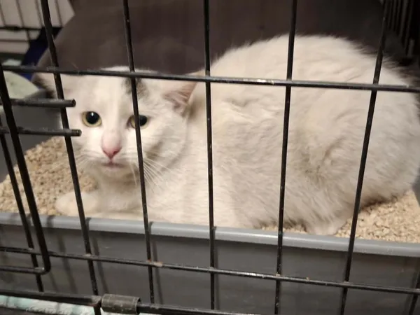 Znaleziono kota, Sosnowiec, 6 stycznia 2026