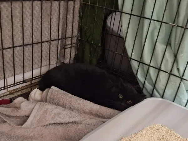 Znaleziono kota, Sosnowiec, 5 stycznia 2026