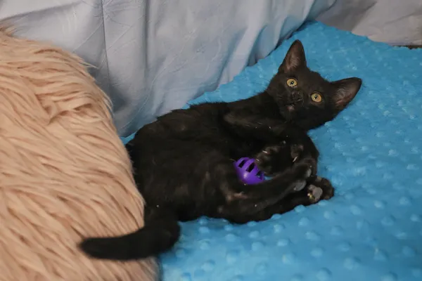 Znaleziono kota, Sosnowiec, 6 stycznia 2026 (5/5)