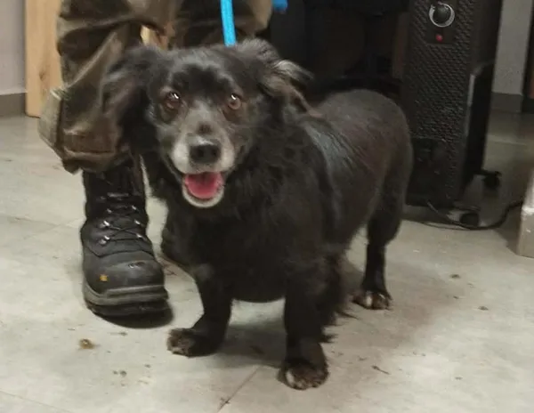 Znaleziono psa, Toruń, 7 stycznia 2026