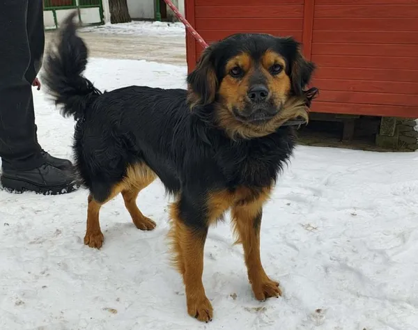 Znaleziono psa, Toruń, 7 stycznia 2026