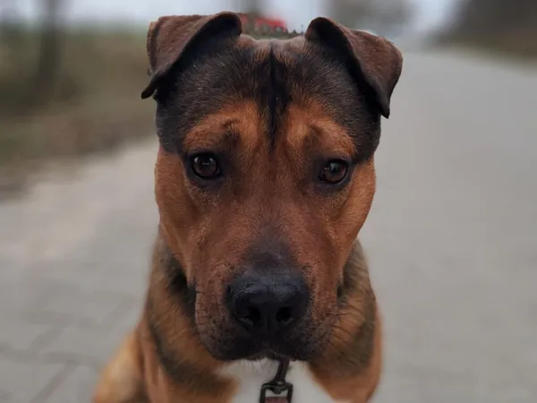 Znaleziono psa, Tatary, 19 listopada 2025 (3/3)