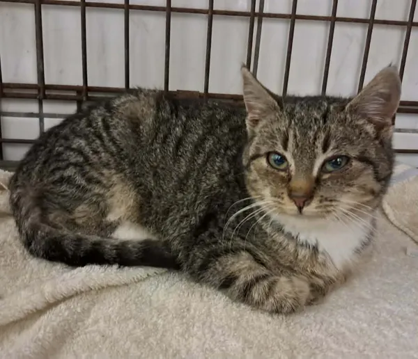 Kot do adopcji, Olsztyn, 17 grudnia 2025