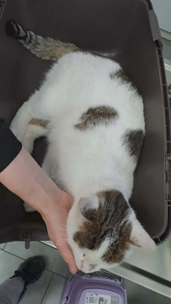 Kot do adopcji, Olsztyn, 15 grudnia 2025 (3/3)