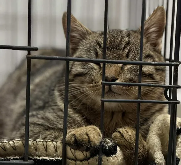 Znaleziono kota, Lublin, 6 stycznia 2026